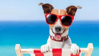 Your pet’s summer survival checklist: Don’t miss these critical do’s and don’ts