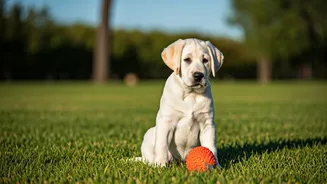 Best Dogs for New Owners Are Smart & Trainable