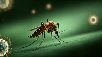 Beyond Malaria: 7 Mosquito-Borne Diseases & How to Prevent Them This World Malaria Day
