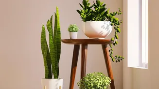 Why Houseplants Don't Always Need Daily Water During Humidity
