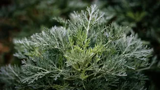 Chá de losna: bebida com planta medicinal traz benefícios para a saúde