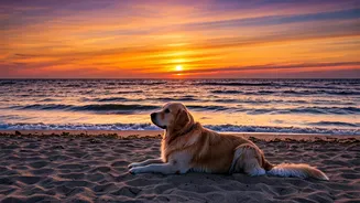 Decoding Cynophile and Opacarophile: Passion for Canines & Sunsets