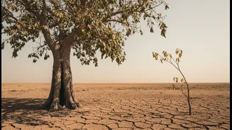 Drought Risk Across Tall And Small Tropical Trees Could Reshape Everyday Decisions Around Plant Plumbing, Water Stress And Forest Resilience