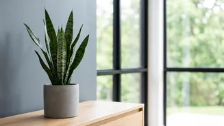 The Evidence Behind Popular NASA Houseplant Claims: A Closer Look