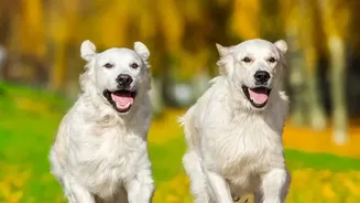 How Apartment Dog Parks Create Safer Environments With Clear Playtime Etiquette