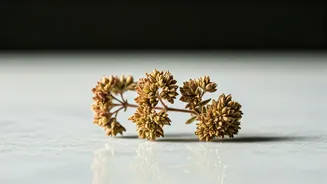 Unlock Your Health: The Surprising Benefits of Adding Dried Oregano to Your Diet