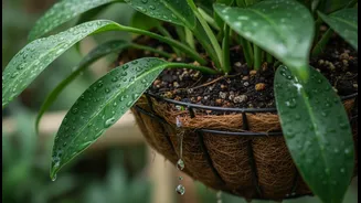 Hanging Baskets Need Better Drainage When Rain And Humidity Build Up