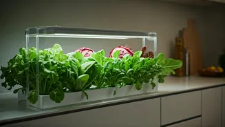 Urban Kitchens Are Growing Their Own Salad Bowls