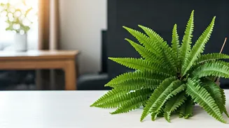 This Simple Trick Uses Ferns Against Gloomy Vibes