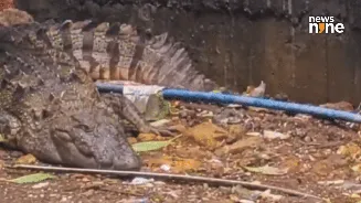 Watch: Viral crocodile video sparks alarm in Mumbai’s flood-hit Powai area