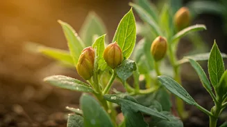 Find Indigenous Air Purifying Plant Seeds At Local Weekend Popups