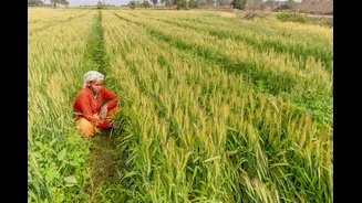 India Faces Climate Challenges in Agriculture: Focus on Resilience and Sustainability