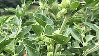 FSSAI Restricts Ashwagandha Use: Leaves Declared Unsafe