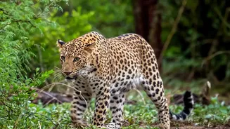 Post-Monsoon Routes Could Bring A Fresh Mix Of Wildlife And Weekend Travel