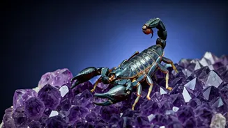 Scorpio Horoscope: January 9, 2026 - Daily Insights