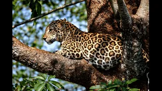 Rajasthan Tightens Rules On Jawai Safaris After Rise In Unregulated Leopard Tourism