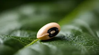 Unlock Vitality: 5 Incredible Health Benefits of Black-Eyed Peas