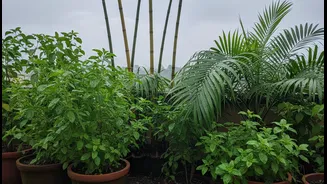 From Tulsi To Bamboo: Plants That Support Cooler Terrace Spaces This Monsoon