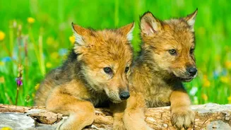 Wildlife Travellers Head Off the Beaten Track to Find Europe's Wolves