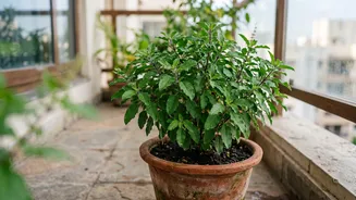Morning checks help save Tulsi plants