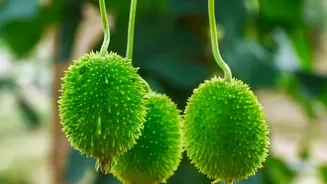 Overripe Fruit Usually Loses Texture Before Major Nutrient Value