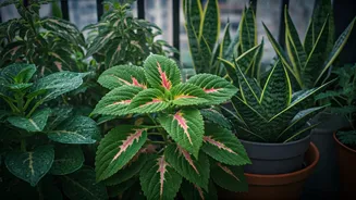 Best monsoon plants for apartments