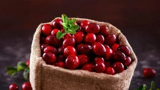 Bright Light Needs And Indoor Cranberry Gardening: What To Know