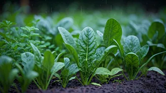 These Fast-Growing Vegetables Love The Monsoon