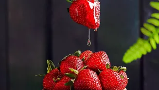 BARC and MPKV Aim to Match Imported Strawberries on Size and Firmness