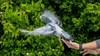 Study Suggests Pigeons Navigate Using Their Livers