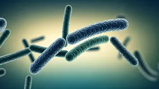 India Probiotic Symposium: Unlocking Gut Health from Infancy to Old Age