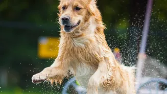 Monsoon Walks Are Bringing More Attention To Paw Cleaning And Parasite Prevention For Dogs
