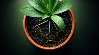 Waterlogged Roots Are Biggest Monsoon Garden Killers: Simple Fixes