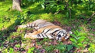Bhopal News: Poachers On Radar In Sagar's Tiger Death Trap Case