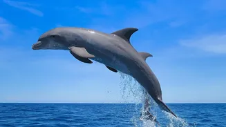 Vikramshila Dolphin Safaris Work Best between November and April