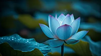 Beat the Heat: Master Sheetali Pranayama for Internal Cooling