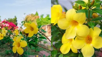 Alamanda-amarela: conheça planta tropical que vai bem no sol forte dá flores lindas