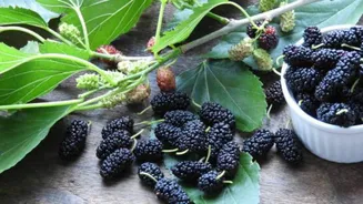 Why mulberries deserve a place in your daily diet