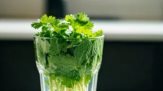 Keep Your Green Kitchen Herbs Super Crisp Using Simple Glass