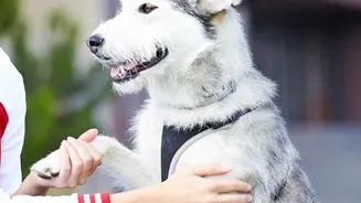 Staff Training Matters More than Premium Branding in Pet Care