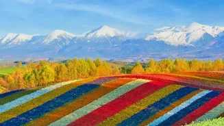 Why Ladakh Planted 25 Lakh Flowers Across Two High-Altitude Fields