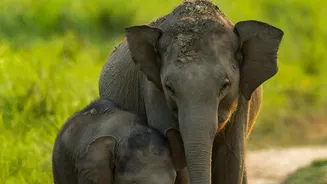 Why Long-Term Monitoring Matters For India's Wildlife Conservation