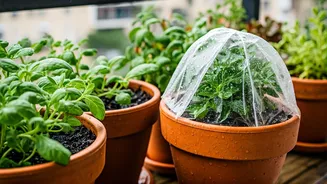 How To Save Balcony Garden From July Rains