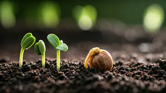 Beyond the Patter: How Rain Sounds Spur Plant Germination and Growth