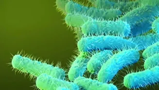 Kerala on high alert after spread of Shigella infection | Know about the disease and other details