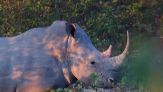 How Better Habitat and Protection Helped Dudhwa's Rhinos Increase