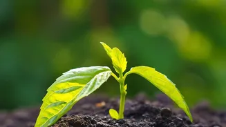 Why Waterlogged Garden Soils Need Microbe Replenishment To Restore Normal Plant Growth Cycles