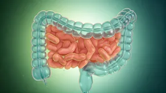 Daily Gut Harmony: A Busy Professional's Guide to Digestive Wellness