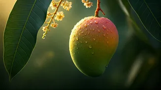 The Sadabahar Mango: A Farmer's Innovation Yielding Fruit Thrice Yearly