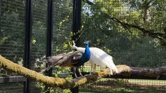 India gifts 5 peacocks including rare white to UN Geneva